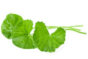 Fresh Centella asiatica, Asiatic Pennywort leaf.